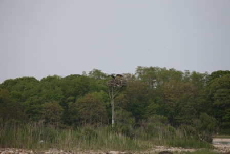 Scenic Veiw of Osprey on Shelter Island